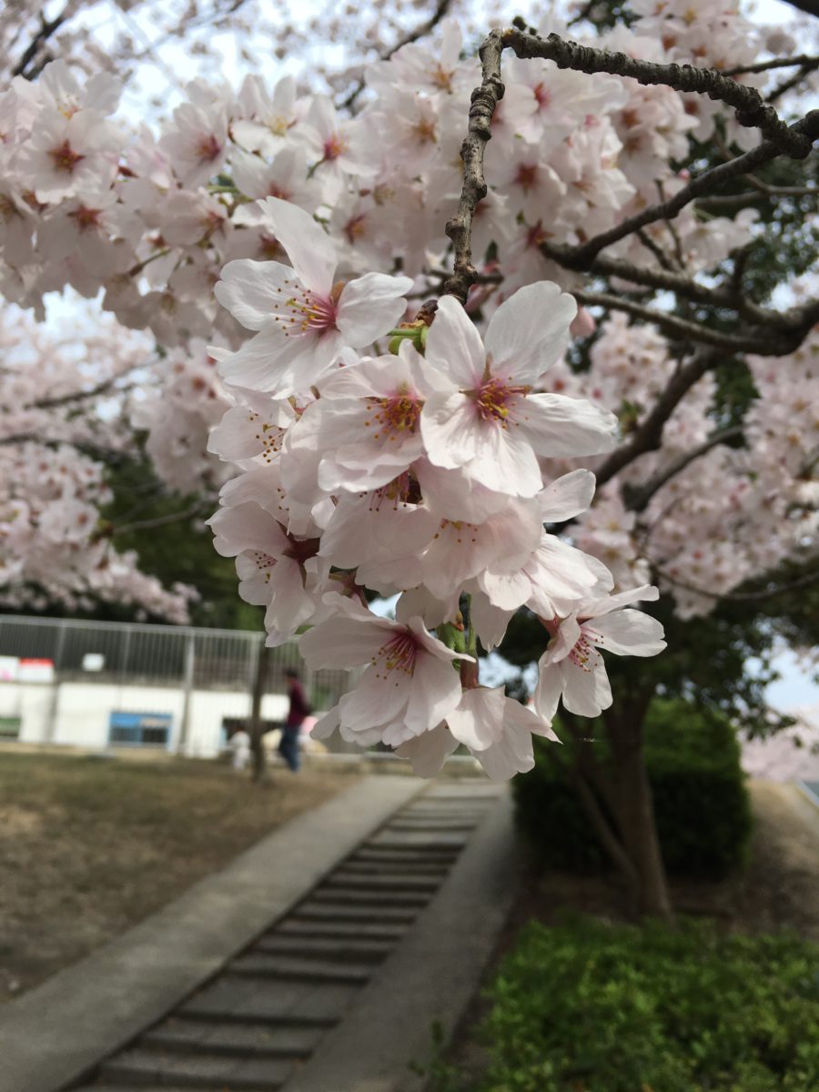 お花見　in 大池公園