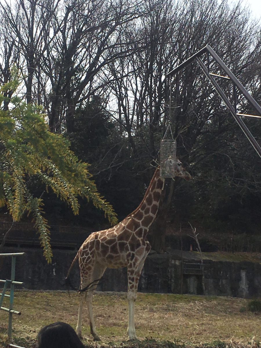 東山動植物園