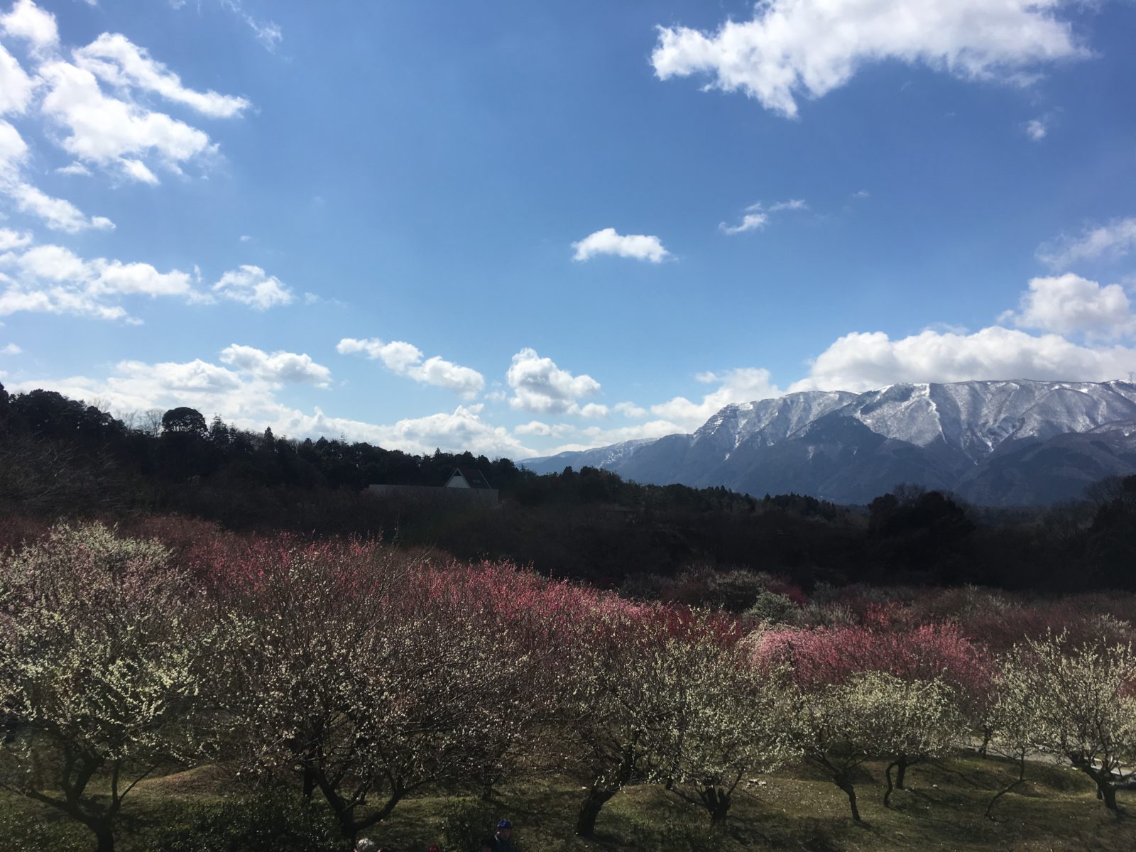 定休日その３　～東海地区最大級の梅林公園へ～